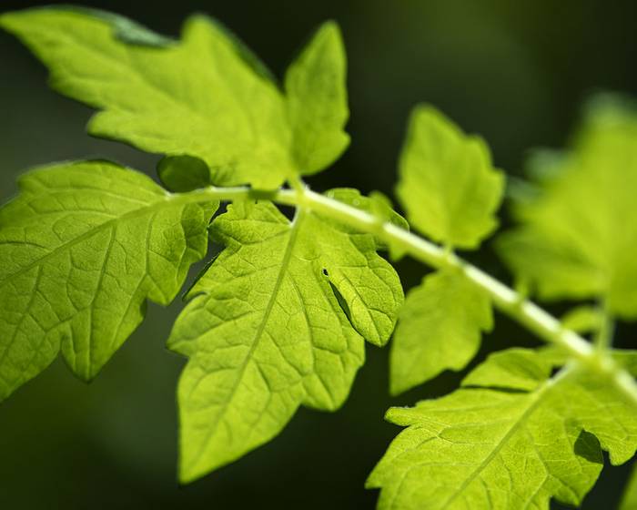 Все У устойчивости Pomì