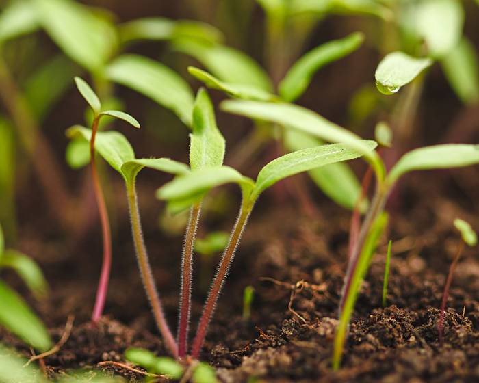 Между небом из землей: защита среды, в которой производятся помидоры Pomì