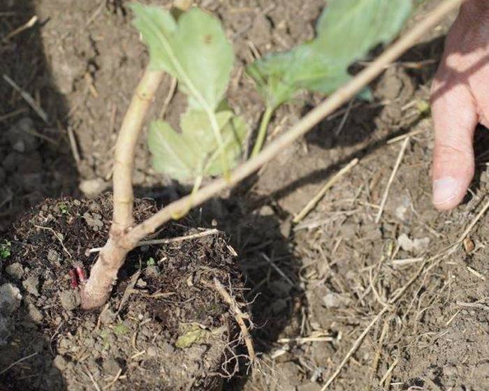 Pomì per l’ambiente: non pomodoro, ma salici e querce