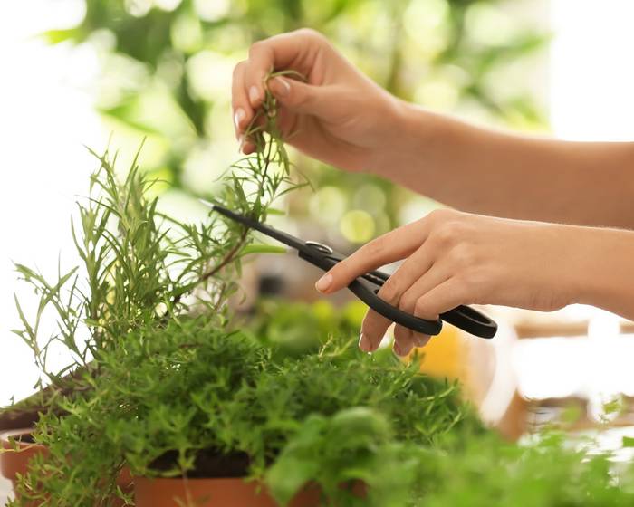 النباتات العطرية: الجانب الأخضر للطعم!