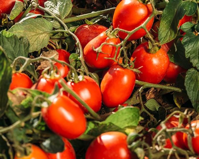 イタリアと黄金のリンゴの間の終わりの無いラブストーリー