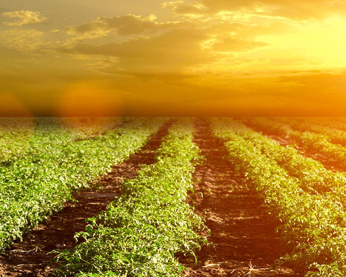 Pomì Trace: гарантия нашего качества