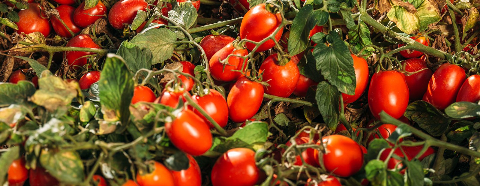 An endless love story between Italy and the tomato