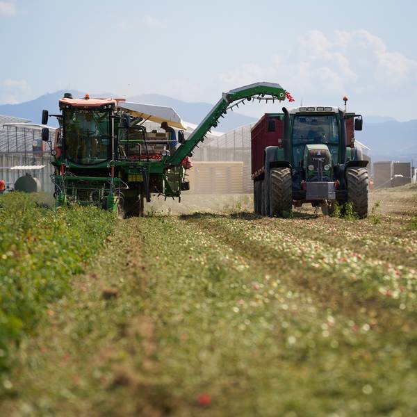 La campagna del pomodoro 2025 è terminata: una fine che segna nuovi inizi