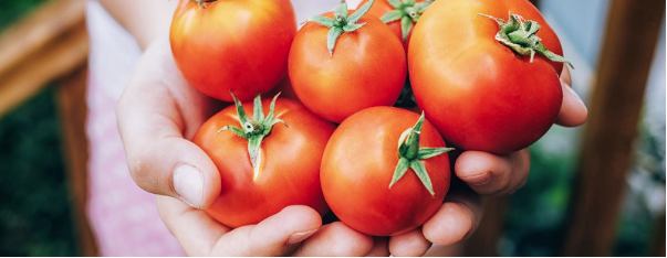 新鮮、鮮やかな色、美味しさ： Pomìのトマトは夏の王様
