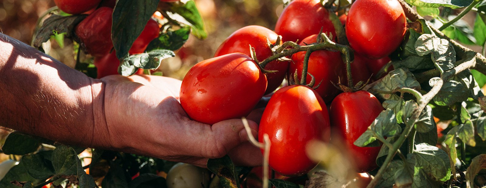 トマトと健康: 心身の豊かさの秘訣！
